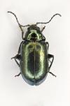 Altica brevicollis