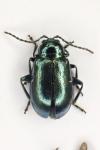 Altica brevicollis