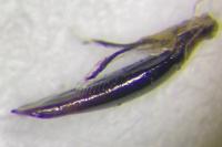 Altica brevicollis