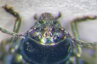 Altica brevicollis