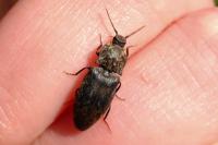 Agrypnus murinus