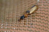 Demetrias atricapillus