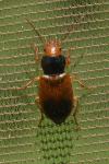 Diachromus germanus