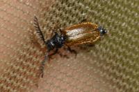 Drilus flavescens