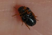 Smaragdina aurita