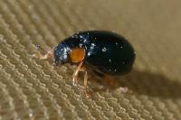 Smaragdina aurita
