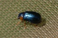 Smaragdina aurita