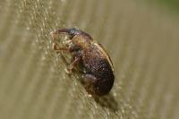 Lignyodes enucleator