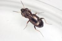 Notiophilus rufipes
