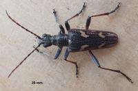 Rhagium bifasciatum