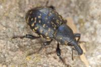 Liparus germanus
