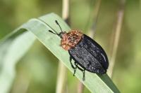 Oiceoptoma thoracicum