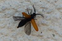 Drilus flavescens