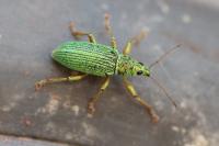 Polydrusus formosus