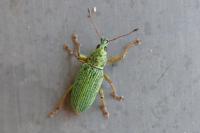 Polydrusus formosus