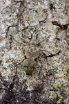 Rhagium mordax