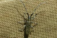 Agapanthia villosoviridescens