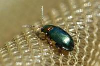 Crepidodera aurata