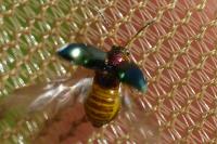 Crepidodera aurata