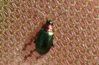 Crepidodera aurata