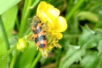 Trichodes alvearius