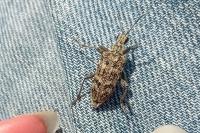Rhagium inquisitor