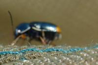 Cryptocephalus marginellus