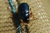 Cryptocephalus marginellus