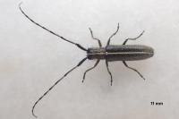 Agapanthia cardui
