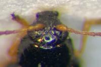 Aphthona pygmaea