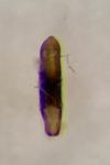 Aphthona pygmaea
