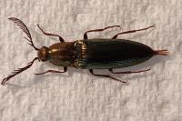 Ctenicera pectinicornis