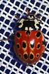 Anatis ocellata