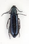 Dasytes caeruleus