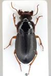 Harpalus latus