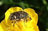 Oxythyrea funesta
