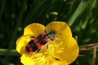 Trichodes alvearius