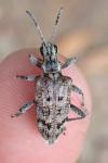 Rhagium inquisitor