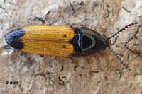 Ampedus elegantulus
