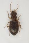 Asaphidion curtum