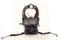 Lucanus cervus