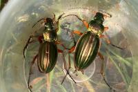 Carabus auratus