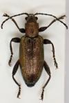 Donacia semicuprea
