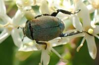 Hoplia argentea