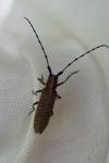Agapanthia villosoviridescens