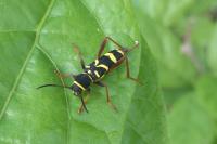 Clytus arietis