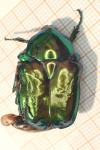 Cetonischema speciosissima