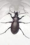 Carabus nemoralis