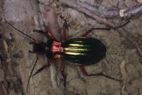 Carabus auronitens