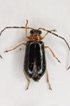 Luperus flavipes